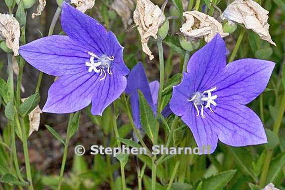 platycodon grandiflorus 1 graphic